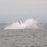 DSCN1708 Z